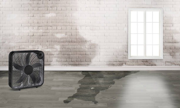 Best Ceiling water damage repair  in Rural Hill, TN