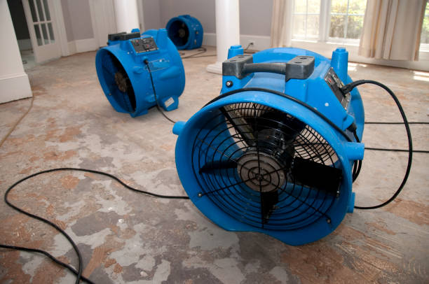 Best Mold removal after water damage  in Rural Hill, TN